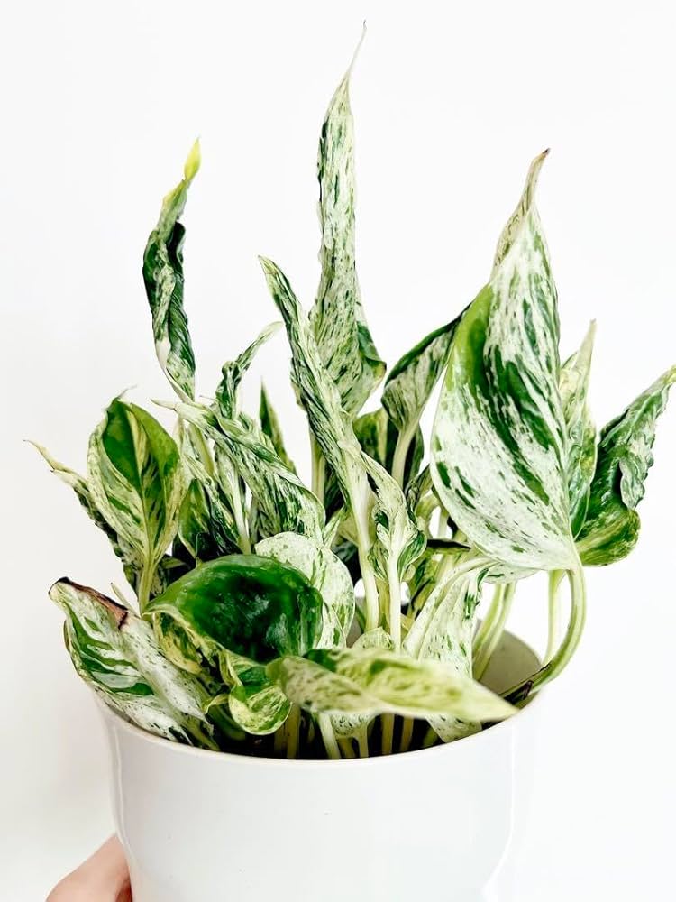 新種 ポトス テルノ ラブソング 希少 逸品‼️鉢ごと