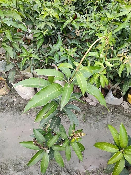 Image of Grafted Live Plant Delicious Frash ''Alphonso Mango'' Fruit Plant Tree || For Home Garden Outdoor & Indoor Plant.