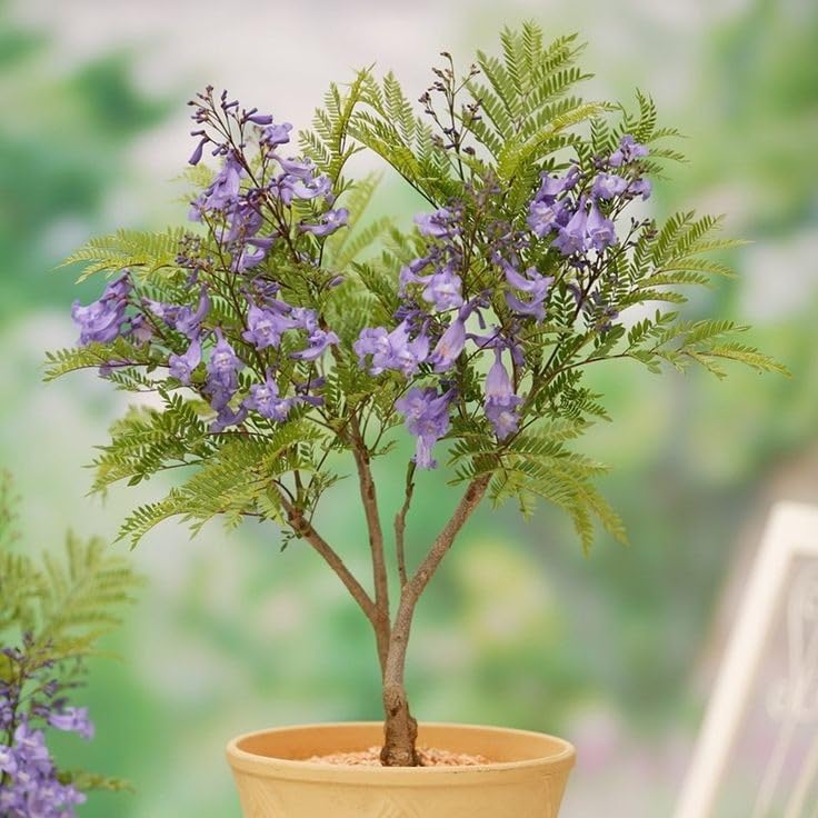 Jakranda,Blue Jacaranda, Nupur,Neeli gulmohur,Neelkanth,Jacaranda mimosifolia, Healthy Live flower Plant Actual Plant Height 1 fit to 1.5 fit,CF_56