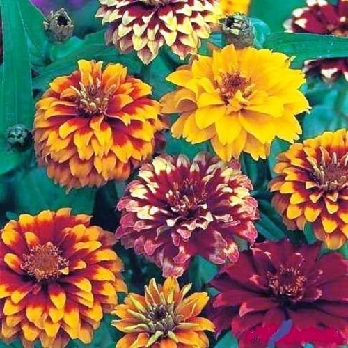 Generic 50+seeds/pack PERSIAN CARPET MIX ZINNIA FLOWER SEEDS Amazon