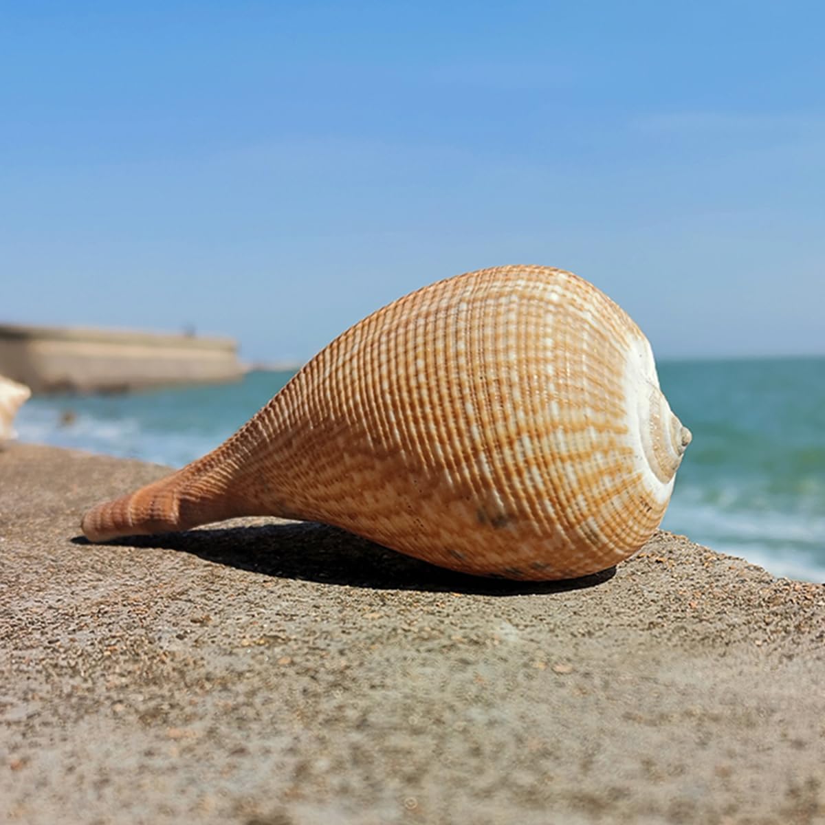 Coquillage, Énorme conque océanique Jaune, Coquillages de 5 à 12 Cm, Parfaits Une(7~8cm)