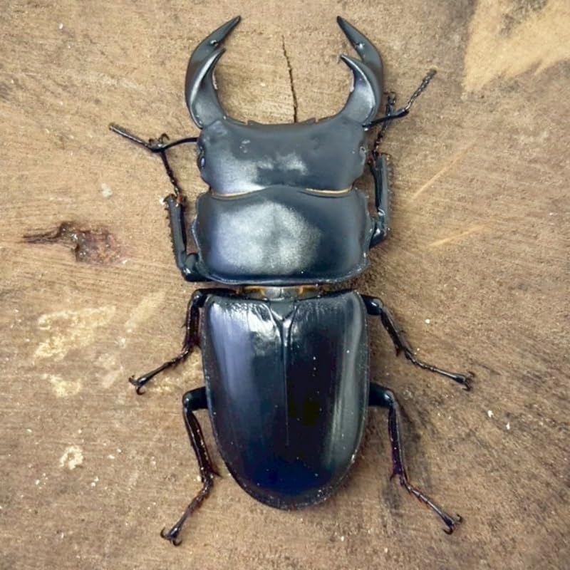 【昆虫 】オオクワガタ ペア 【阿古谷産 現物個体】国産 販売 生体 成虫 昆虫 飼育 観賞 オス メス ペア 人気種 オオクワ 産