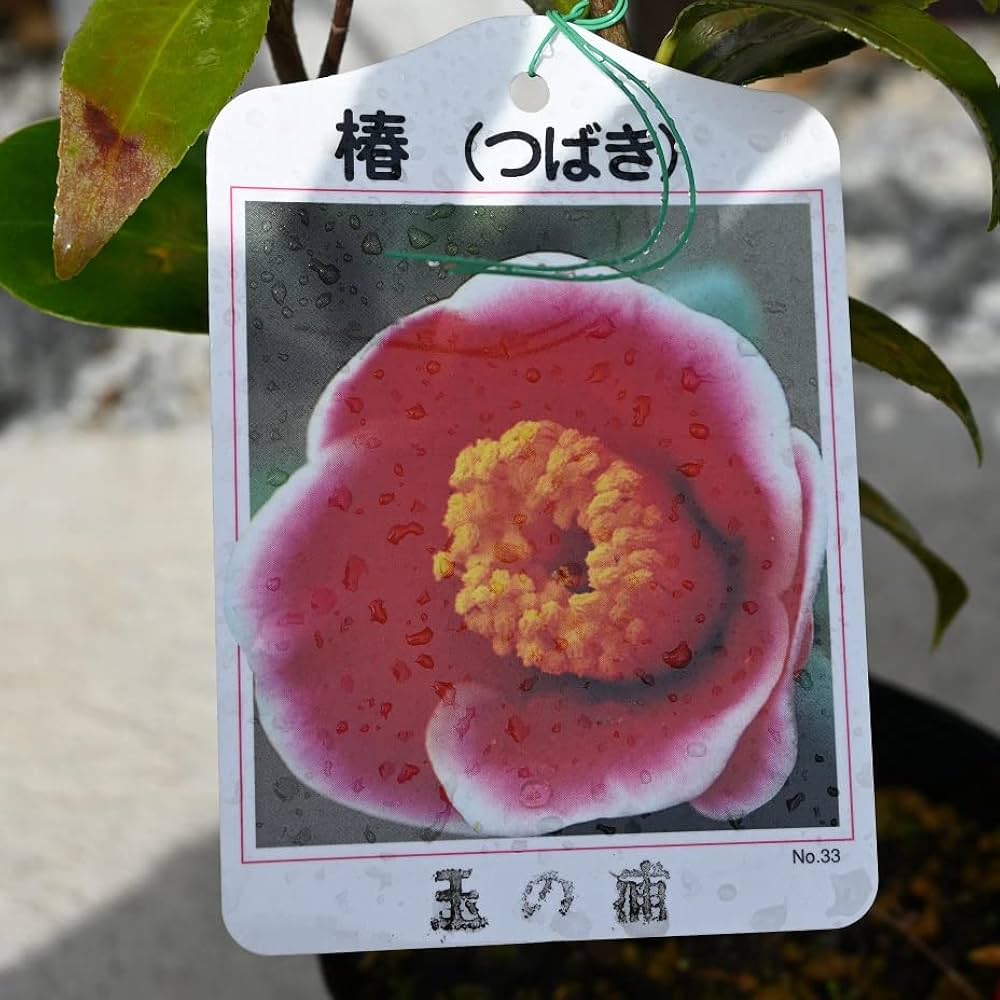 72●１５cm１０本 椿 根付発根苗　③送料込　￥７０５０［250413］ 改訂版 ツバキ花図鑑 ふるさと島根の椿 | 樋野俊晴, 山陰