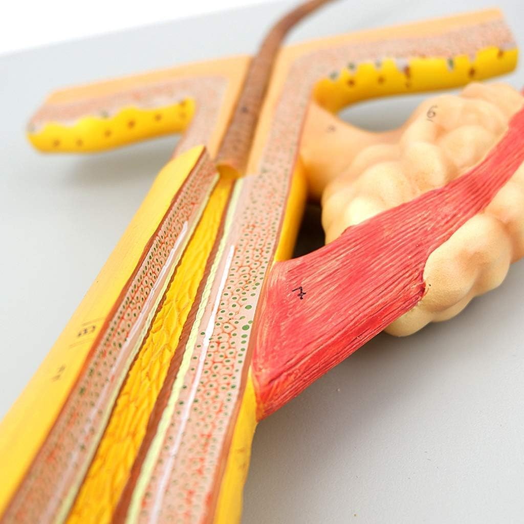 1 zestaw powiększonego o 700x modelu anatomicznego mieszka włosowego człowieka – 4 części do zastosowań w opiece zdrowotnej i edukacji