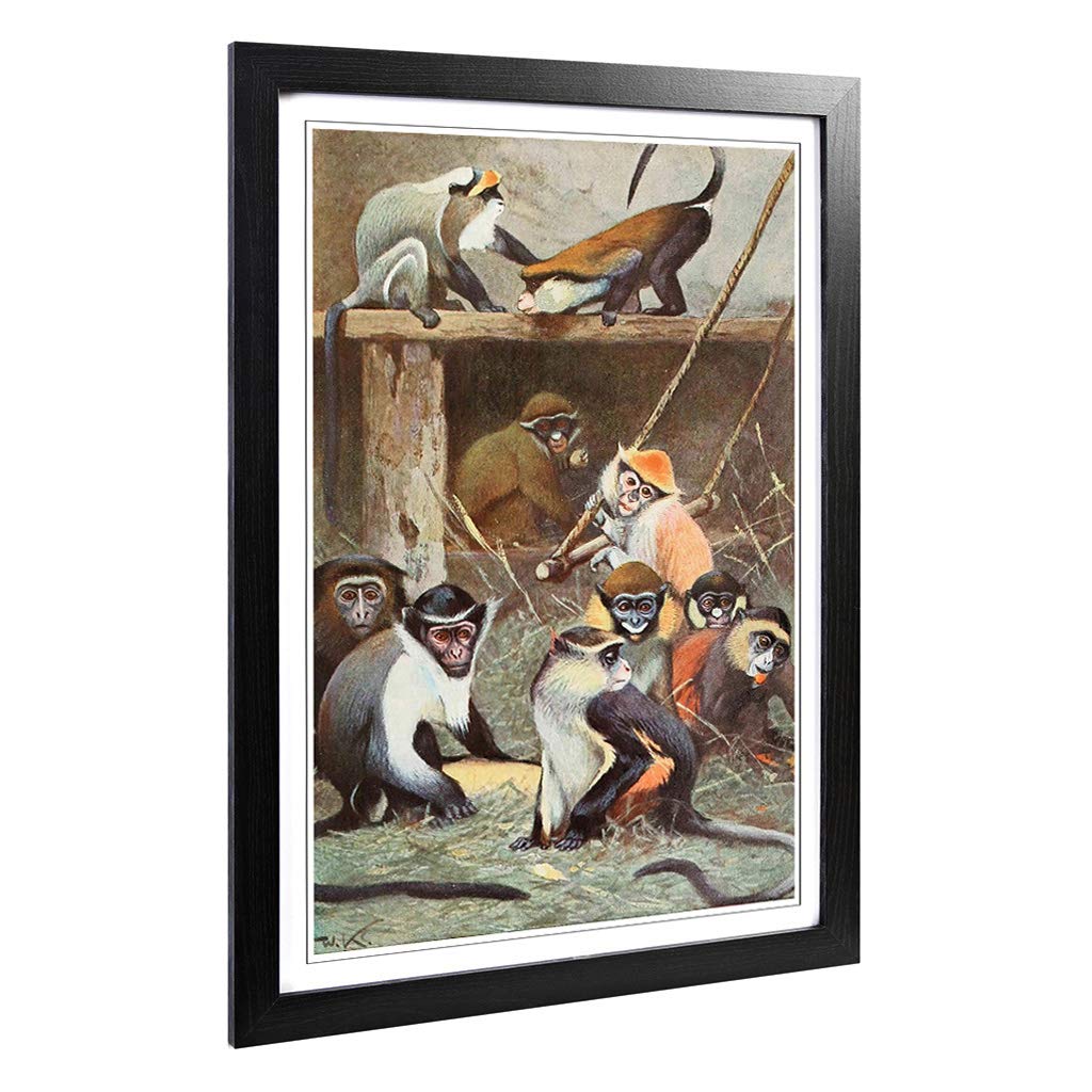 Big Box Art Framed Print of Vintage W Kuhnert Guenon Monkey Design | Wall Art Picture | Home Decor for Kitchen, Living Room, Bedroom, Hallway, Black, A2 / 24.5x18 Inch / 62x45cm