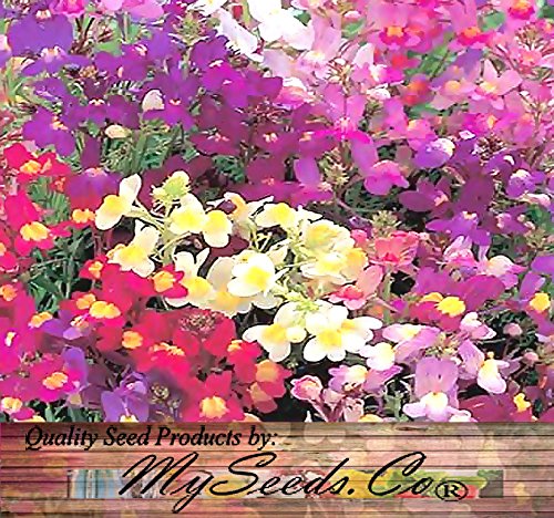 Big Pack - (406,000) Fairy Bouquet Baby Snapdragon Seeds - Linaria maroccana, Pink White Purple & Yellow Mix - Baby Snapdragon Toadflax - Flower Seeds By MySeeds.Co (Big Pack - Fairy Bouquet)