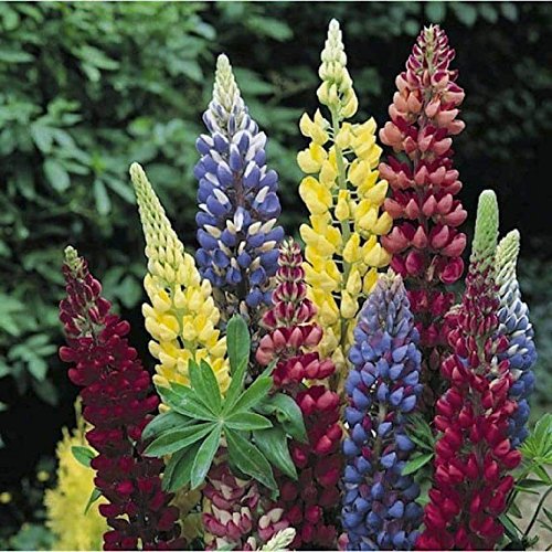 EPlant Lupin Seeds, 1 Packet (30 per packet) Amazon.in Garden