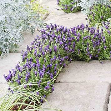 Eden Brothers Lavender Seeds (Spanish) - Bandera Purple