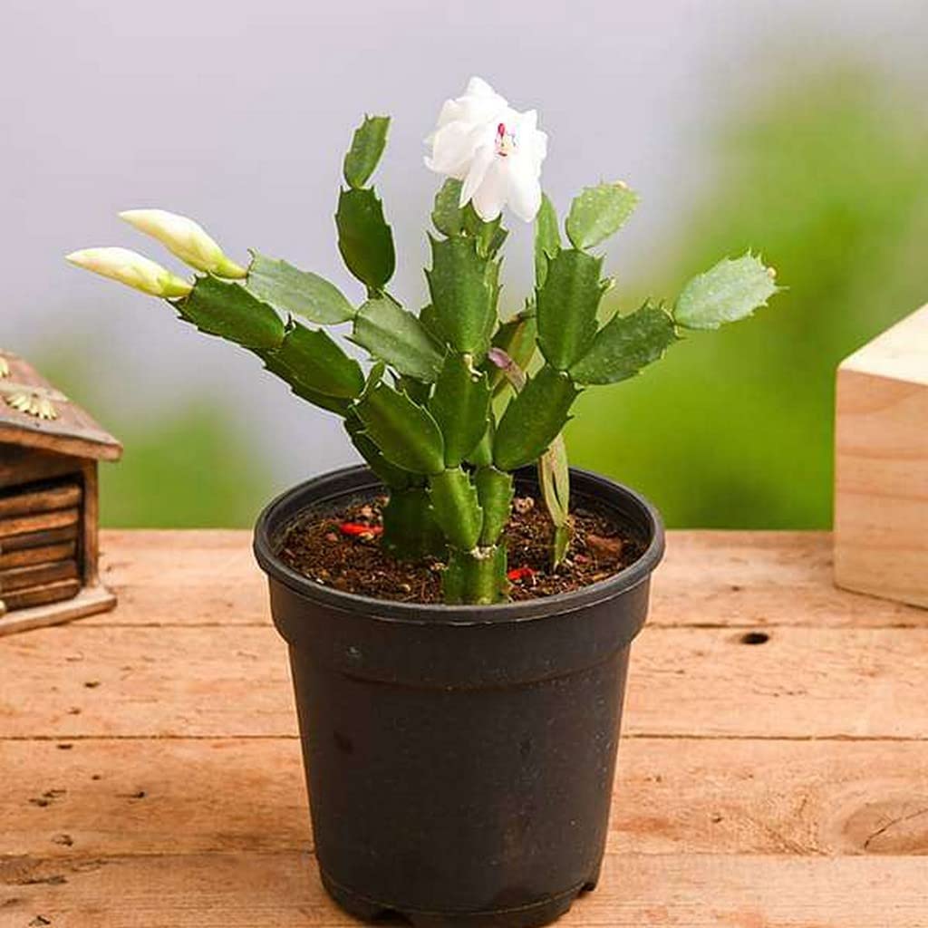 Creative Farmer Plant For Living Room Horticulture Generic Cactus Plants Christmas-Cactus Rare Home Decoration (Healthy Live Plant) (B09L1BVX5D) Amazon Price History, Amazon Price Tracker