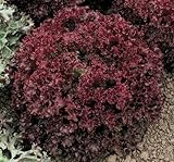 Lollo Rossa Darky hoja de lechuga 500 semillas NO OGM ez crecer CombSH E31