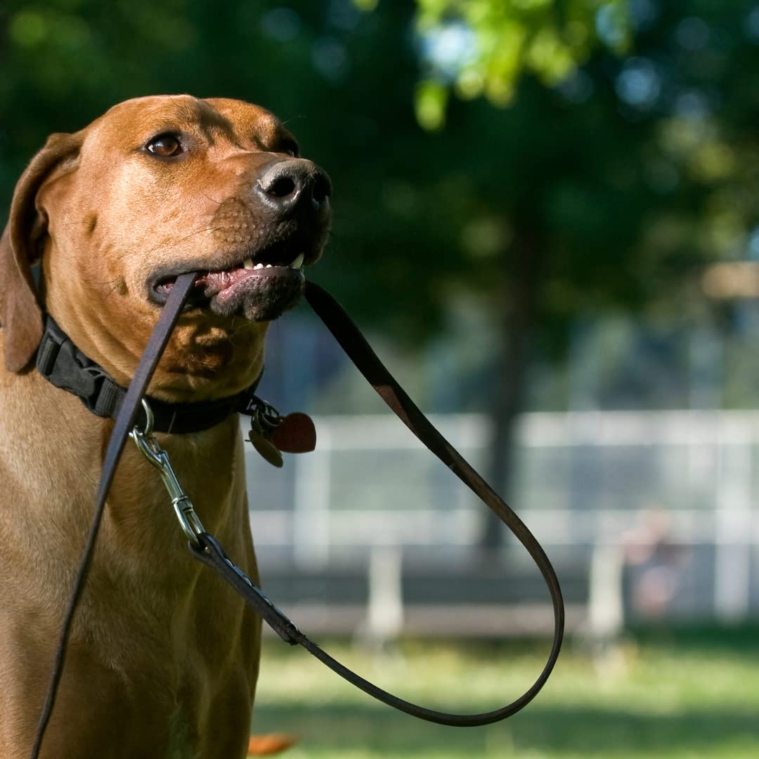 Comrade Saddlery Nylon Dog Neck Collar, Leash Cover Set with Safety Locking Adjustable Buckle, Nylon Pet Neck Collar Set, Suitable for All Dog Breeds, Color- Black, Size- 22" (B0BP28HPX5) Amazon Price History, Amazon Price Tracker