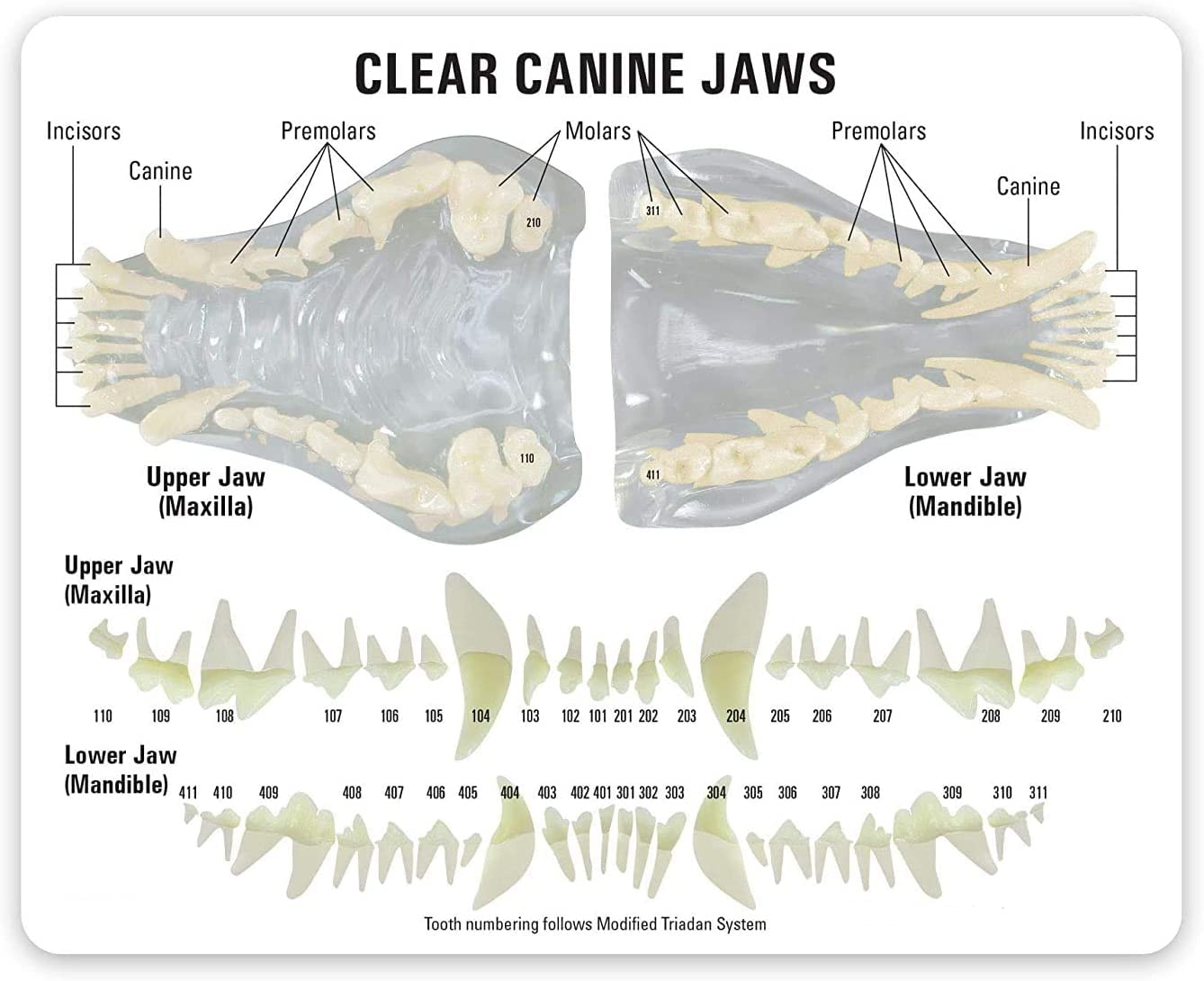Modèle Anatomique De Dents De Chien Malades - Pour Enseignement Vétérinaire, En Plastique, 320g