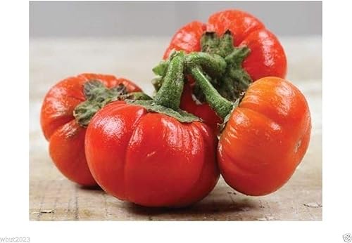 Berenjena Goyo Kumba, perfecta para el macizo de flores y el huerto, de África (30 semillas)