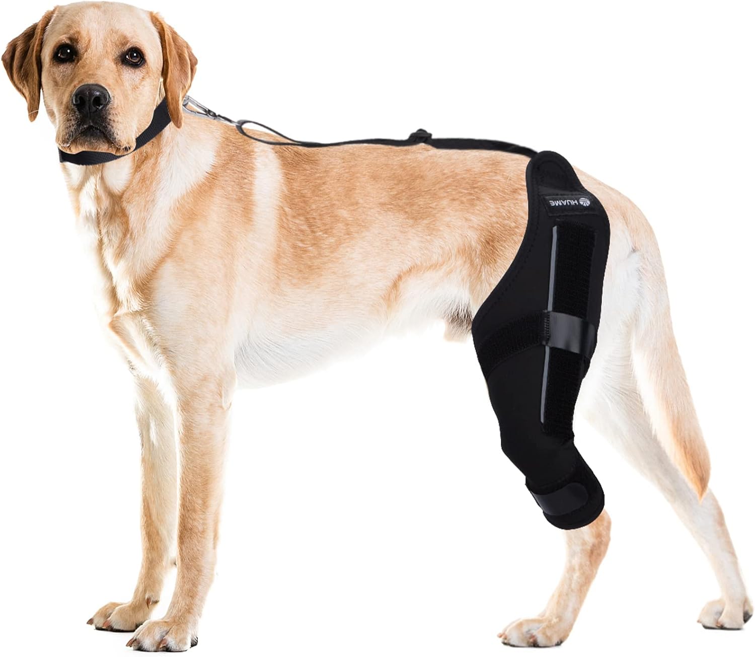 HUAME Dog Knee Brace, Support for Torn ACL Hind Leg