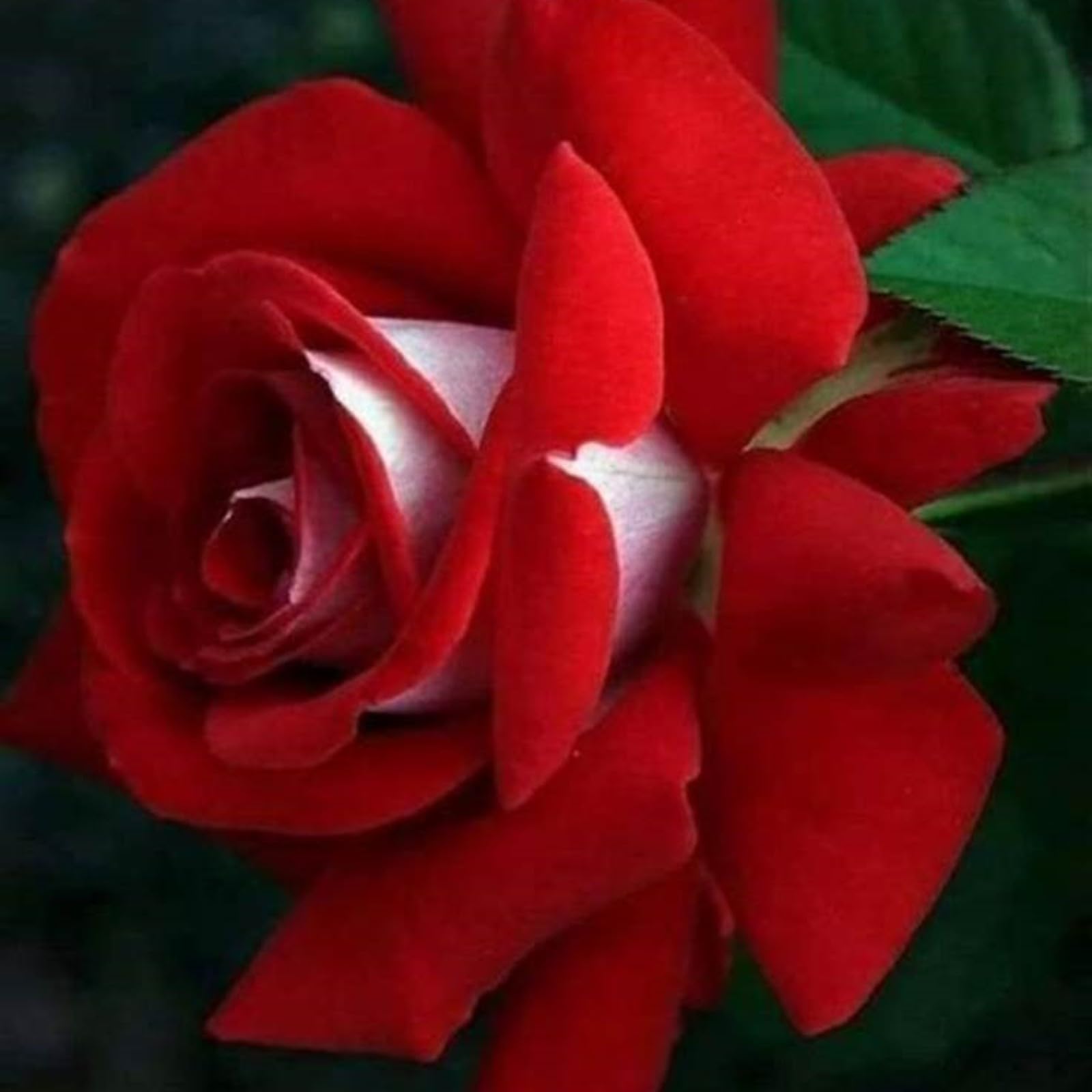 Unique Rose Bulbs for Planting Now UK Ornamental Perennial Natural Organic Excellent Good for Containers Cold-Resistant Easy Plant Display Greening Flower-2bulbs-F