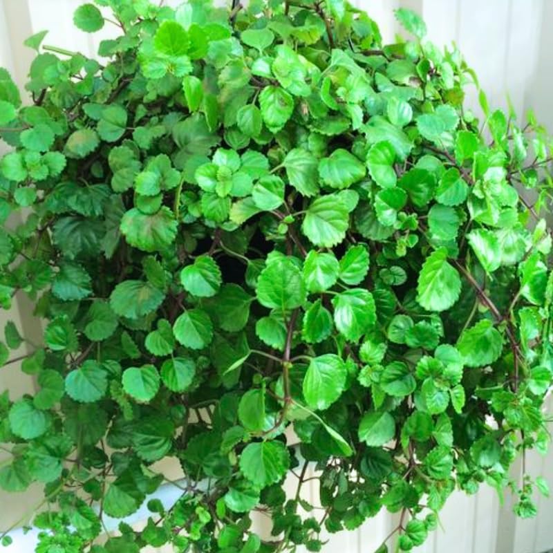 2 Green Swedish Ivy Live Plants, Desk Shelf Plant