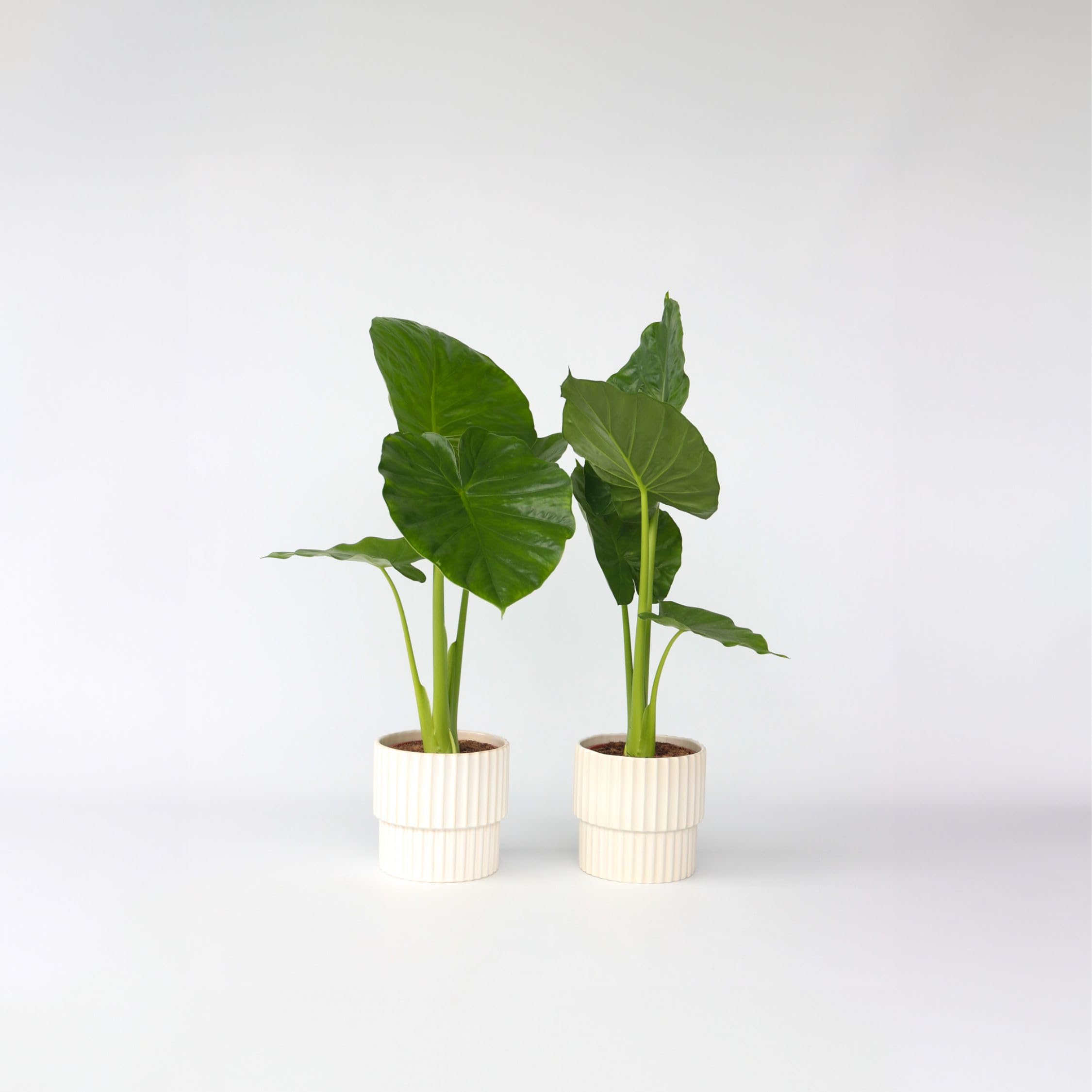 Plant in a Box - Alocasia Odora - Set di 2 - Bellissima Pianta verde da appartamento - Vaso 17cm - Altezza 55-75cm