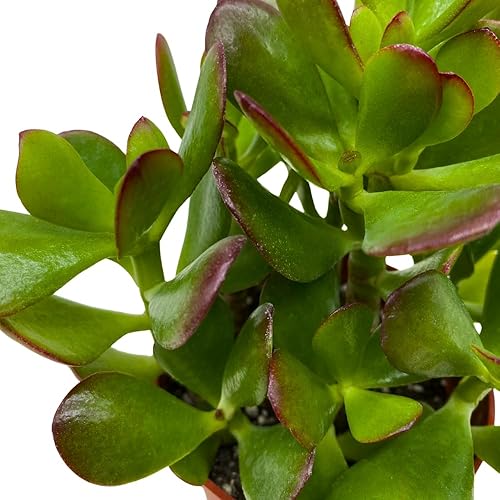 Miniatura 6 de BubbleBlooms Suculenta de jade en una maceta de 4 pulgadas Crassula ovata