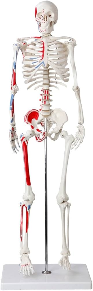 Amazon.co.jp: 【frugolio casa】【高品質】 人体骨格模型 直立
