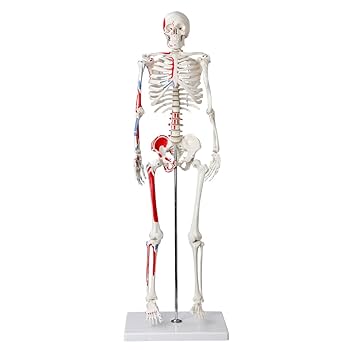 人体模型 スタンド付き 筋肉・骨格詳細 Amazon.co.jp: timiland 人体骨格模型 【サスペンションモデル