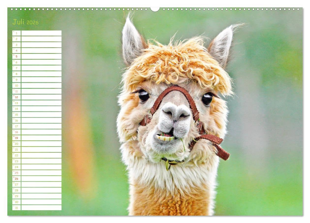 Alpakas: Wollige Kleinkamele aus Südamerika - Edition lustige Tiere (hochwertiger Premium Wandkalender 2026 DIN A2 quer), Kunstdruck in Hochglanz: ... Wuschelköpfe aus den Anden (CALVENDO Tiere)
