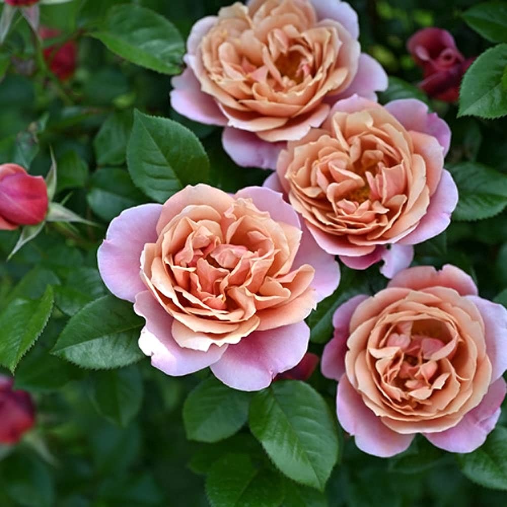 四季咲きスタンダードローズ　ロイヤルピンク Amazon.co.jp: 母の日 プレゼント 2025年 四季咲き バラ 【6品種