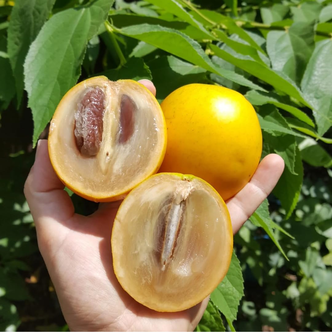 M-Tech Gardens Brazilian Abiu Fruit Plant (Dwarf Abiu, Hybrid) Pouteria caimito Exotic 1 Live Fruit Seedling Plant