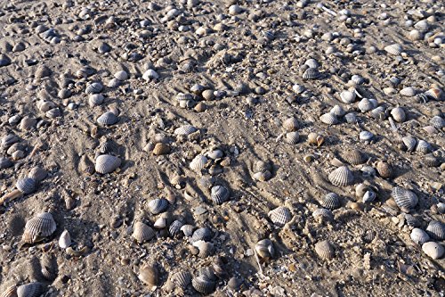 Hochwertige Fototapete - Muscheln am Nordseestrand (Selbstklebende...