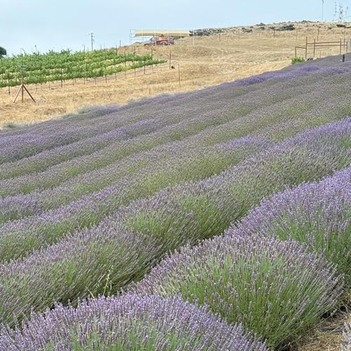 Aceite Esencial de Lavanda Orgánico Soti, 5 mL miniatura 5