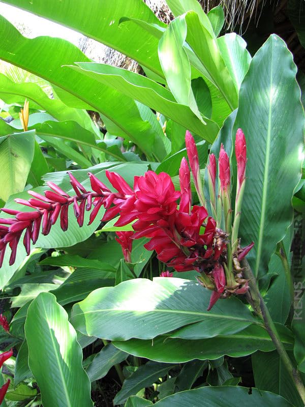 Indian Gardening Alpinia Ginger Plant | Red Torch Ginger Live