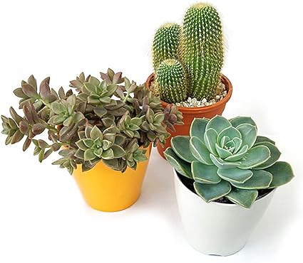 Amazon Co Jp 多肉植物 卓上ミニサイズ お試し3点セット Diy 工具 ガーデン Amazon Co Jp 多肉植物 卓上ミニサイズ お試し3点セット Diy 工具 ガーデン