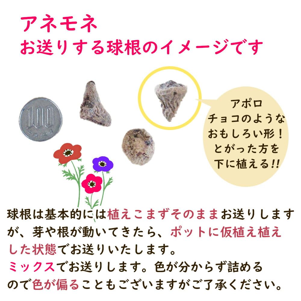 Amazon.co.jp: 「 アネモネ 球根 【モナーク ミックス 20球