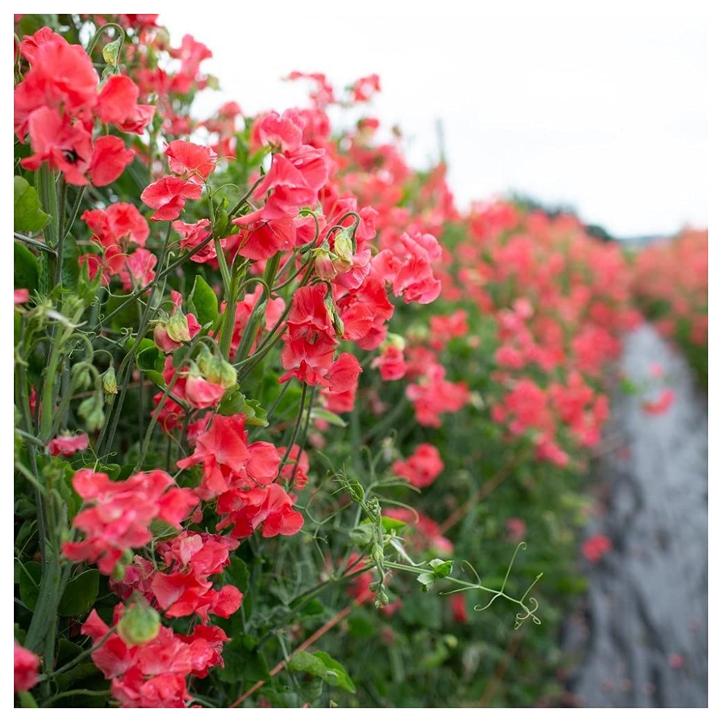 MZLYTFlower Sweet Pea PARFUME - Edith Flanagan 250 Finest