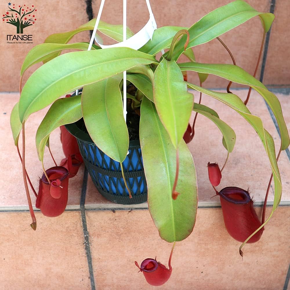 Amazon.co.jp: ネペンテス レディラック 食虫植物 5号吊り鉢【品種で