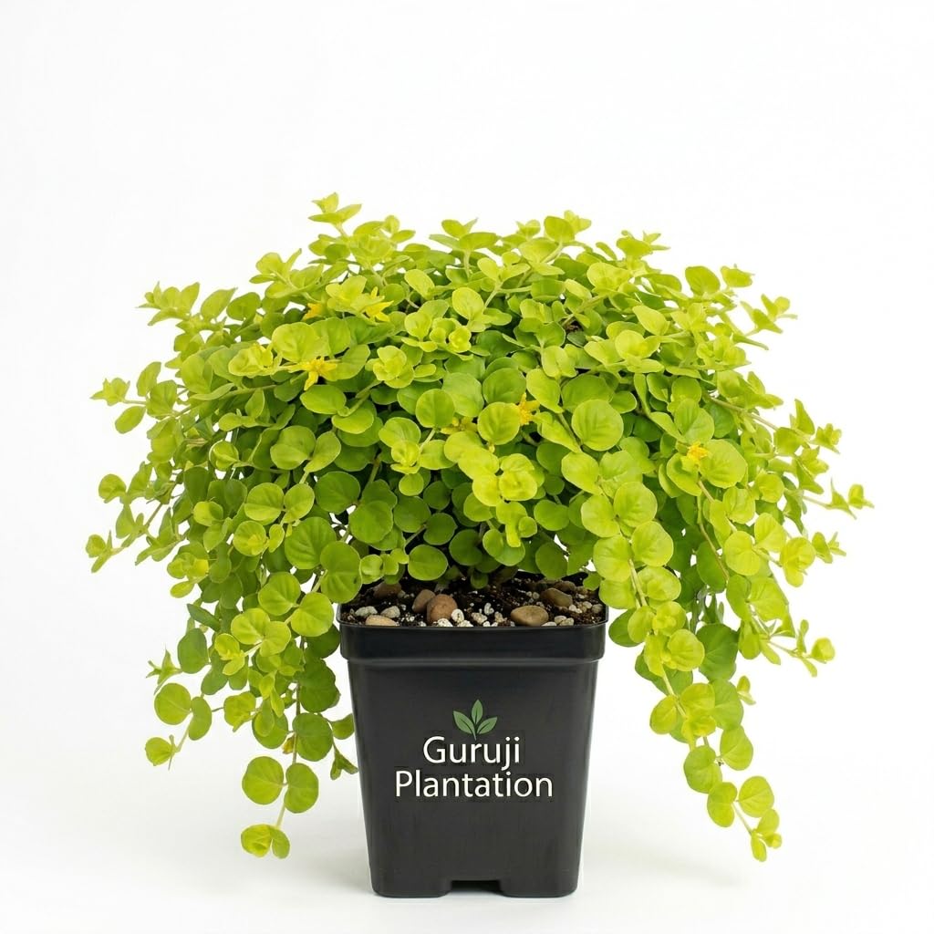 Guruji Plantation Creeping Jenny Dense (Moneywort) Creeper Ground Cover Dense Growth Decorative Easy Grow Live Plant for Garden Pack of 1-image-8