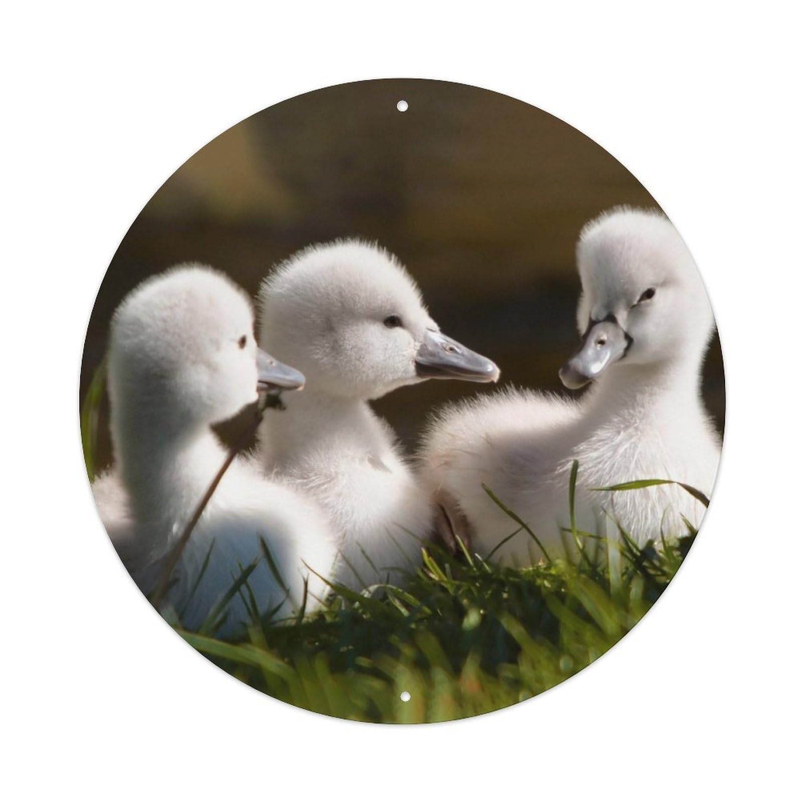 Swan Cygnets Cute Bird Nature Vintage Wetland Metal Tin Sign