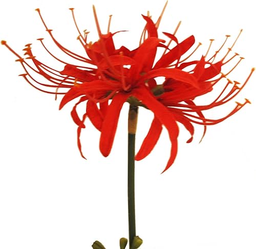 Miniatura 2 de Calcifer 3 tallos de lirios de araña roja, flores artificiales, bulbos de Lycoris (rojo) Rojo,Blanco,Amarillo,https:/ www.Yaxa/dp/undefined