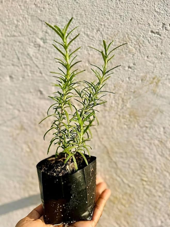 Image of Rosemary Plant with Pot, Live Organic Herb for Garden, Kitchen and Hair Care