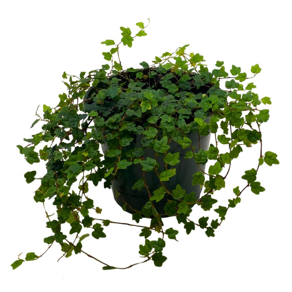 BubbleBlooms String of Frogs in a 4 inch Pot Ficus pumila Quercifolia, Oakleaf Creeping fig