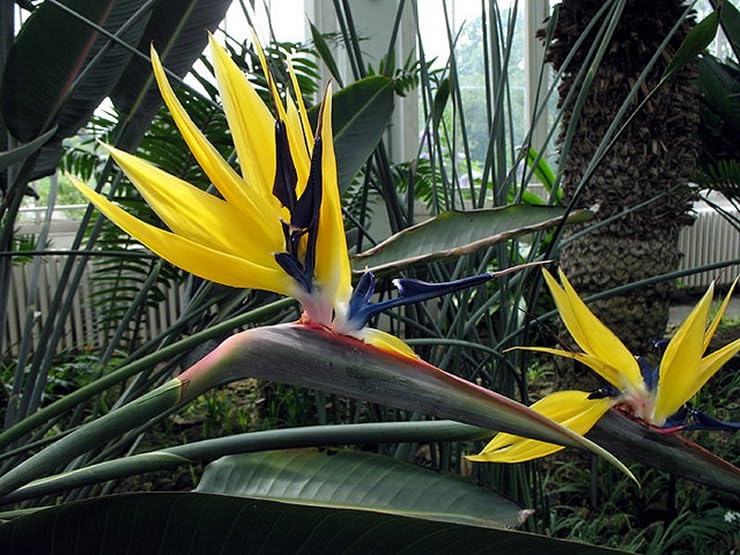 Strelitzia Reginae Mandela's Gold | Plug Plant | Rare Cultivar
