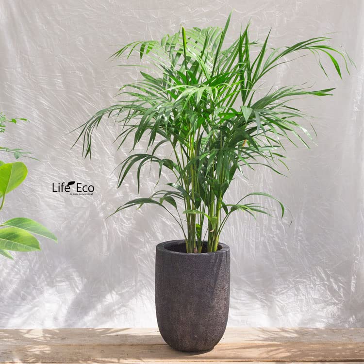 美品 植木鉢 軽量 FRP製 ラヴァライト トールラウンド ブラック11号 Amazon | 植木鉢 軽量 FRP製 ラヴァライト トールラウンド ブラック