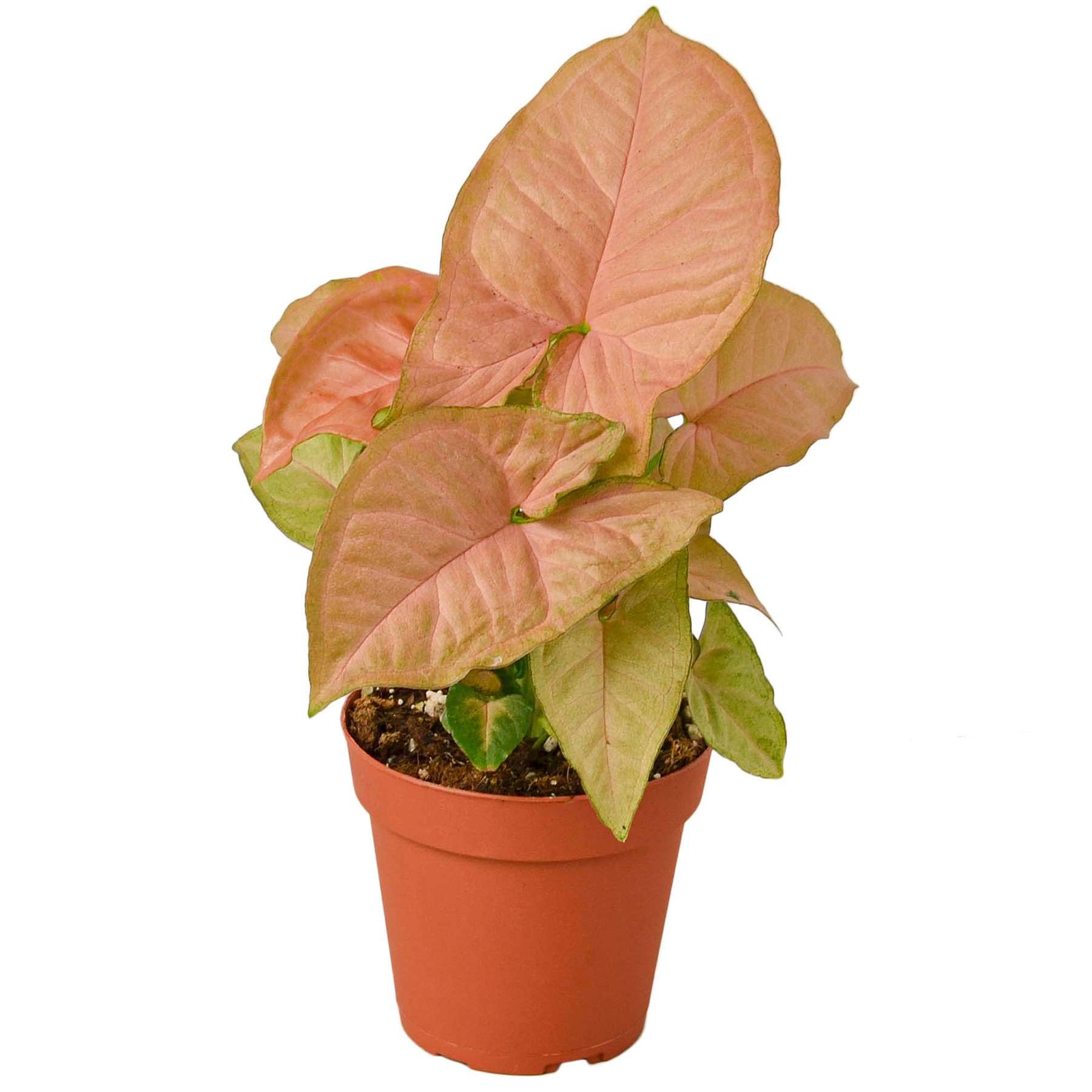 Thirsty Leaves Syngonium Strawberry