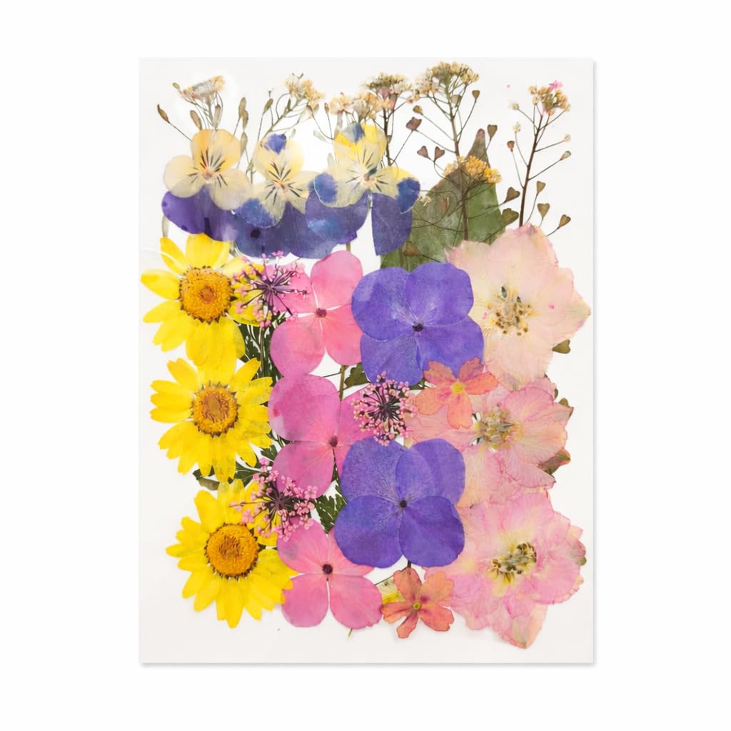 Real Pressed Dried Daisy Flowers for Resin Art & DIY Crafts – Natural Mixed Flower Sheet for Candle Making, Scrapbooking & Jewelry, Pack of 1-image-42