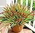Artificial Fake Flowers Outdoor Plants for Summer Decoration,10 Bundles Faux Plastic Tall Monkey Grass Greenery UV Resistant Realistic Lavender for Home Planter Window Porch Garden-Red
