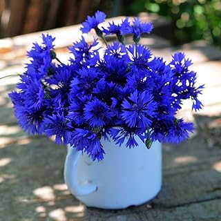 Cornflower Seeds Perennial Hardy Plants Garden Butterfly Bush Flower Seeds Perennial Hardy Flower Meadow Wild herb Seeds Flower Seeds 100 Pieces