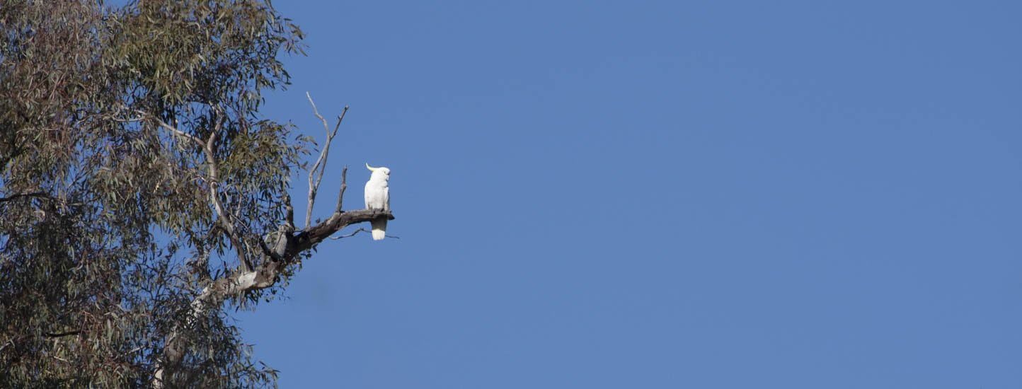 Cockatoo, Canberra Australia Photograph