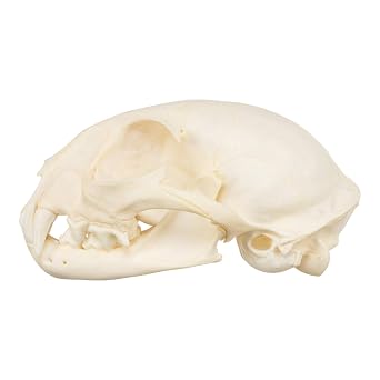Skulls Unlimited Real Bobcat Skull Model Animals Specimen for Science Education B Quality