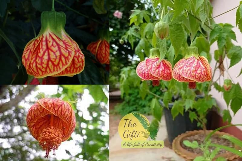 Lanthana Hibiscus/shrub verbena"Grafted hybrid - 1 Healthy Live Super Yielding Early Flower Plant' 1-1.5 Ft Height in Nursery Grow Bag