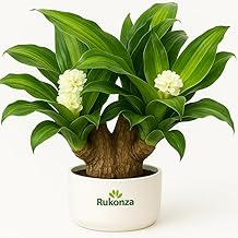 Brazilian Lucky Wood Live Bamboo Plant (23–25 cm) – Pot Not Included | Real Brazilian Bamboo Indoor Good Luck Plant for Home & Office Desk | Brazil Wood Potted Plant, Pack of 1