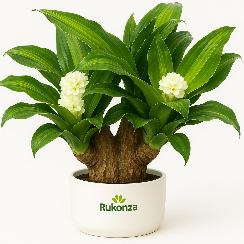 Rukonza Brazilian Lucky Wood Live Bamboo Plant (23–25 cm) – Pot Not Included | Real Brazilian Bamboo Indoor Good Luck Plant for Home & Office Desk | Brazil Wood Potted Plant, Pack of 1-picture-10
